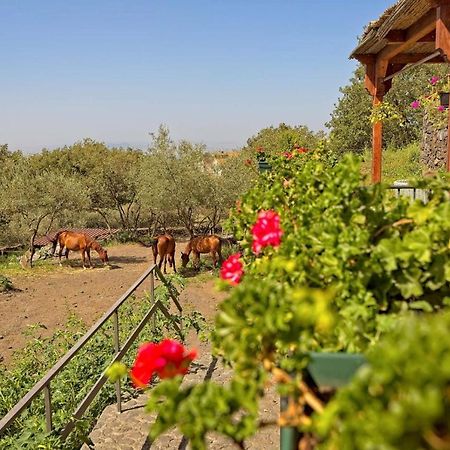 Horse House Apartment Ragalna Luaran gambar