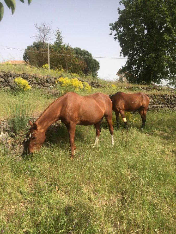 Horse House Apartment Ragalna Luaran gambar